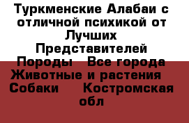 Туркменские Алабаи с отличной психикой от Лучших Представителей Породы - Все города Животные и растения » Собаки   . Костромская обл.